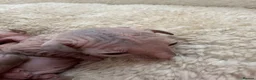 Sphynx cats for sale: Canadian sphynx kittens  - Advert 4