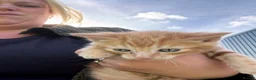 Domestic Shorthair cats for sale: Three ginger male kittens for sale  - Advert 8