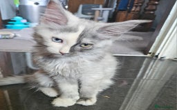 Maine Coon cats for sale: 💖READY NOW💖health tested 💖pure pedigree - Image 27