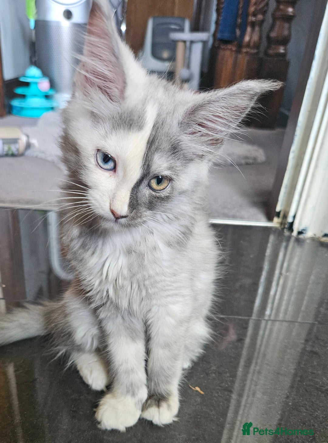 Maine Coon cats for sale: 💖READY NOW💖health tested 💖pure pedigree - Image 27