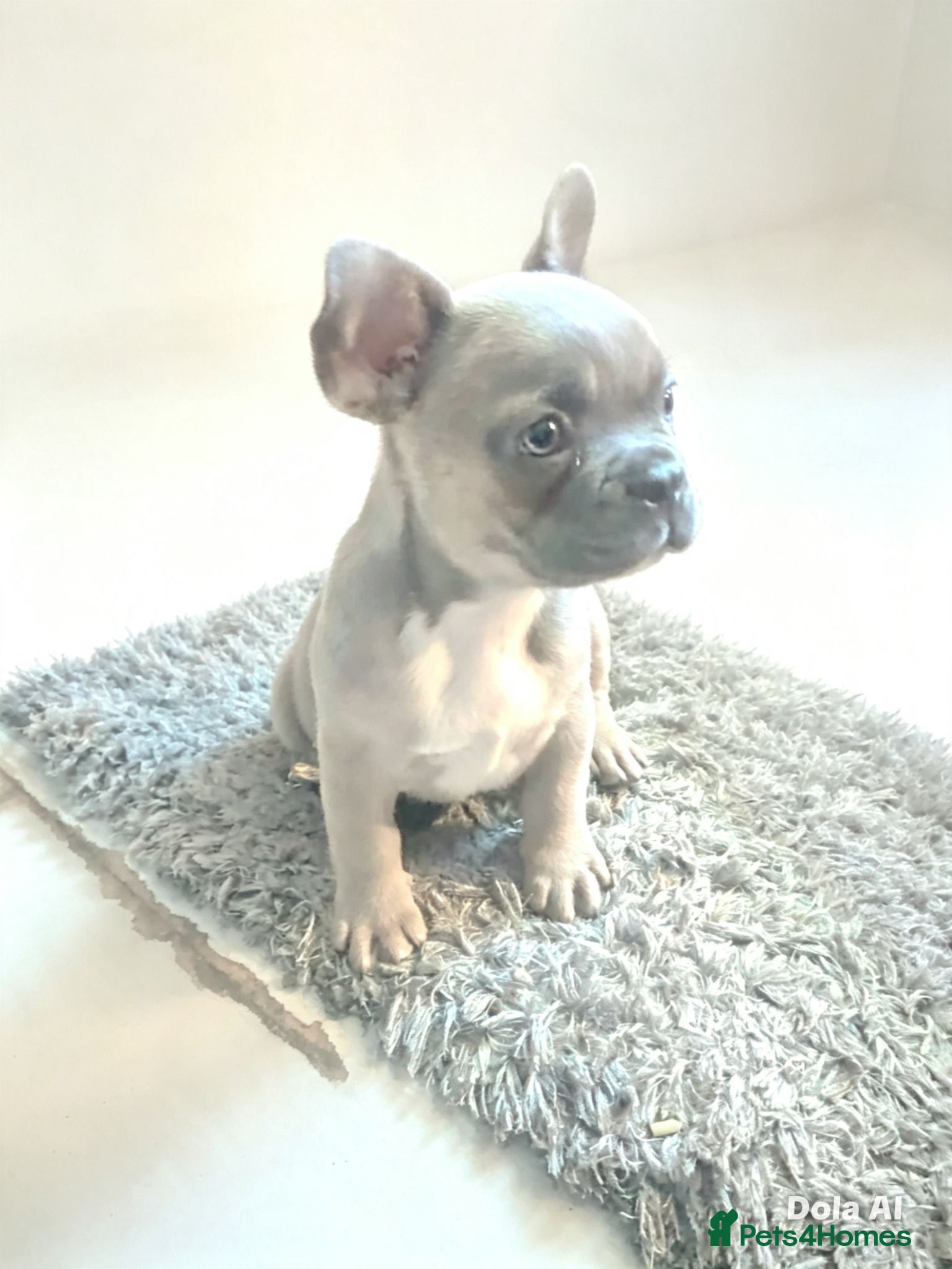 French Bulldog dogs French bulldog  - Advert 1