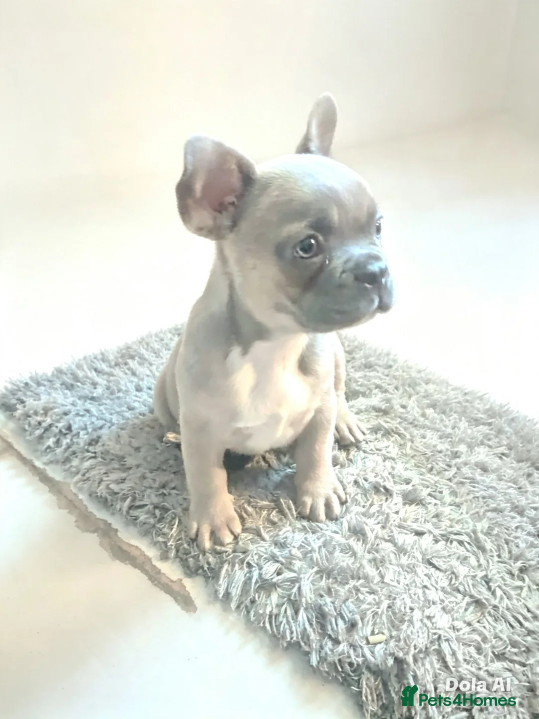 French Bulldog dogs for sale: French bulldog  - Advert 1
