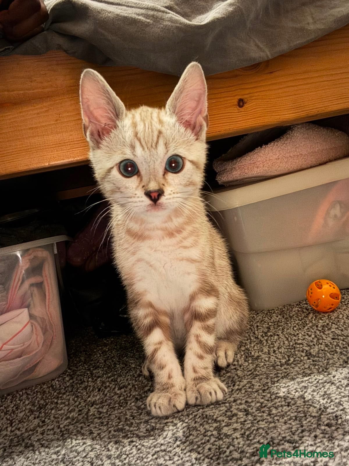 Bengal cats Snow White bengal✨ - Advert 1
