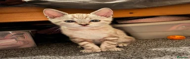 Bengal 1