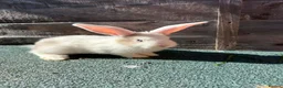 Giant Papillon rabbits for sale: continental giant , minilop , netherland draft - Advert 2