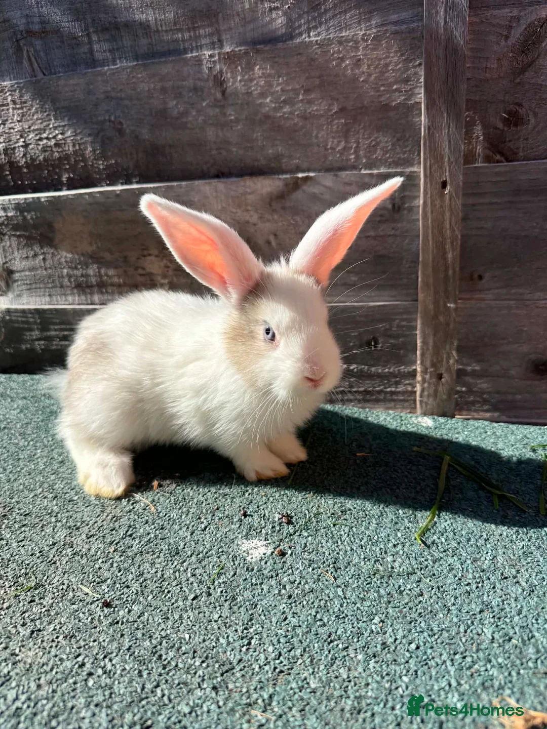 Giant Papillon rabbits for sale: continental giant , minilop , netherland draft - Advert 2
