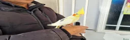 Cockatiels birds for sale: Super hand tamed cockatiel for sale  - Advert 13