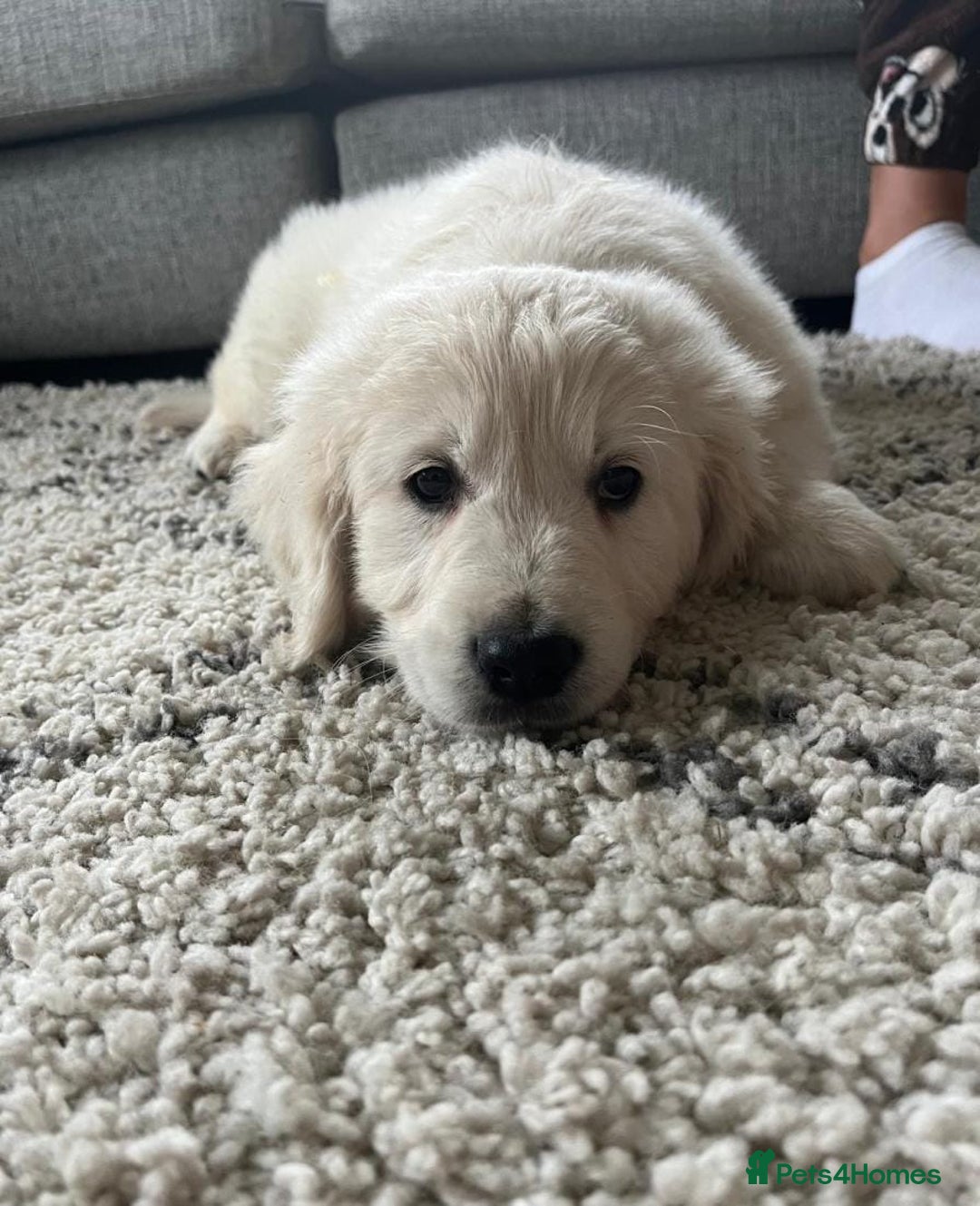 Golden Retriever dogs for sale: Stunning Chunky Golden Retriever Puppies - Image 5