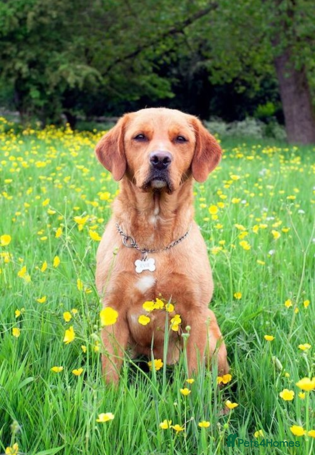 Labrador Retriever dogs for sale: RKC Fox Red Puppies - Litter Due 25th December - Advert 1