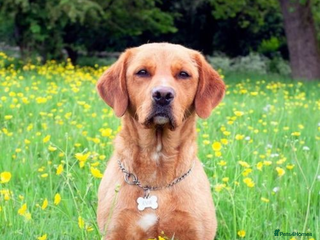 Labrador Retriever dogs RKC Fox Red Puppies - Litter Due 25th December - Advert 1