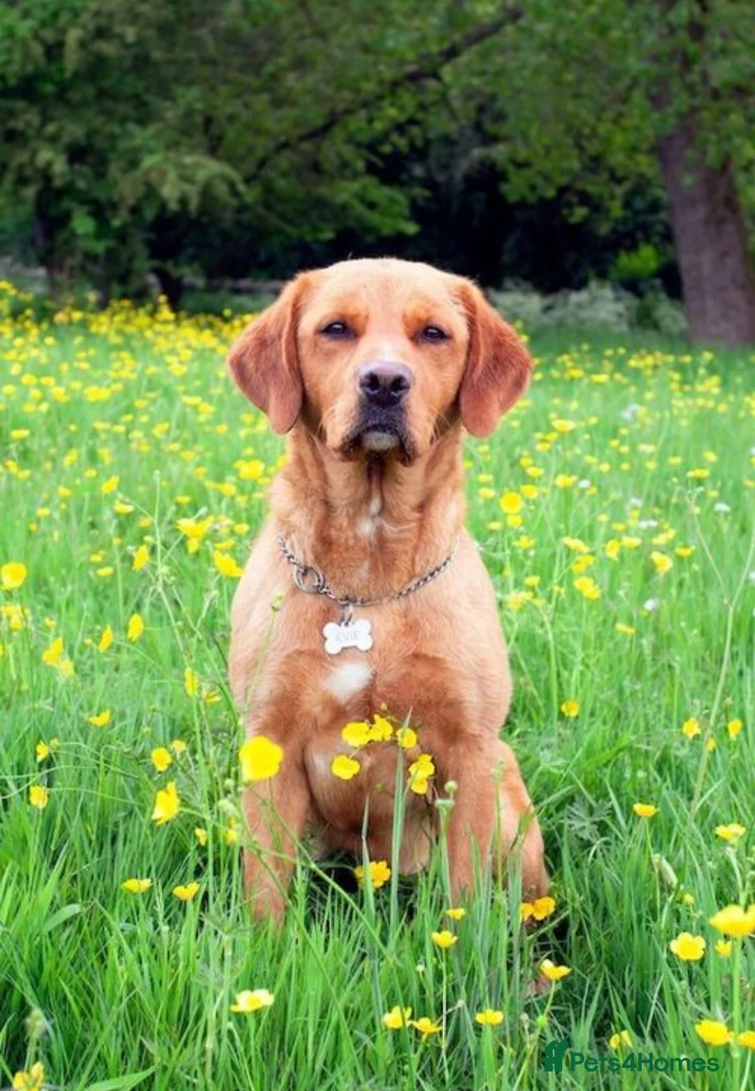 Labrador Retriever dogs for sale: RKC Fox Red Bitch Puppy ready to leave 23rd Feb - Advert 1