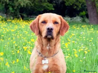 Labrador Retriever dogs RKC Fox Red Bitch Puppy ready to leave 23rd Feb - Advert 3