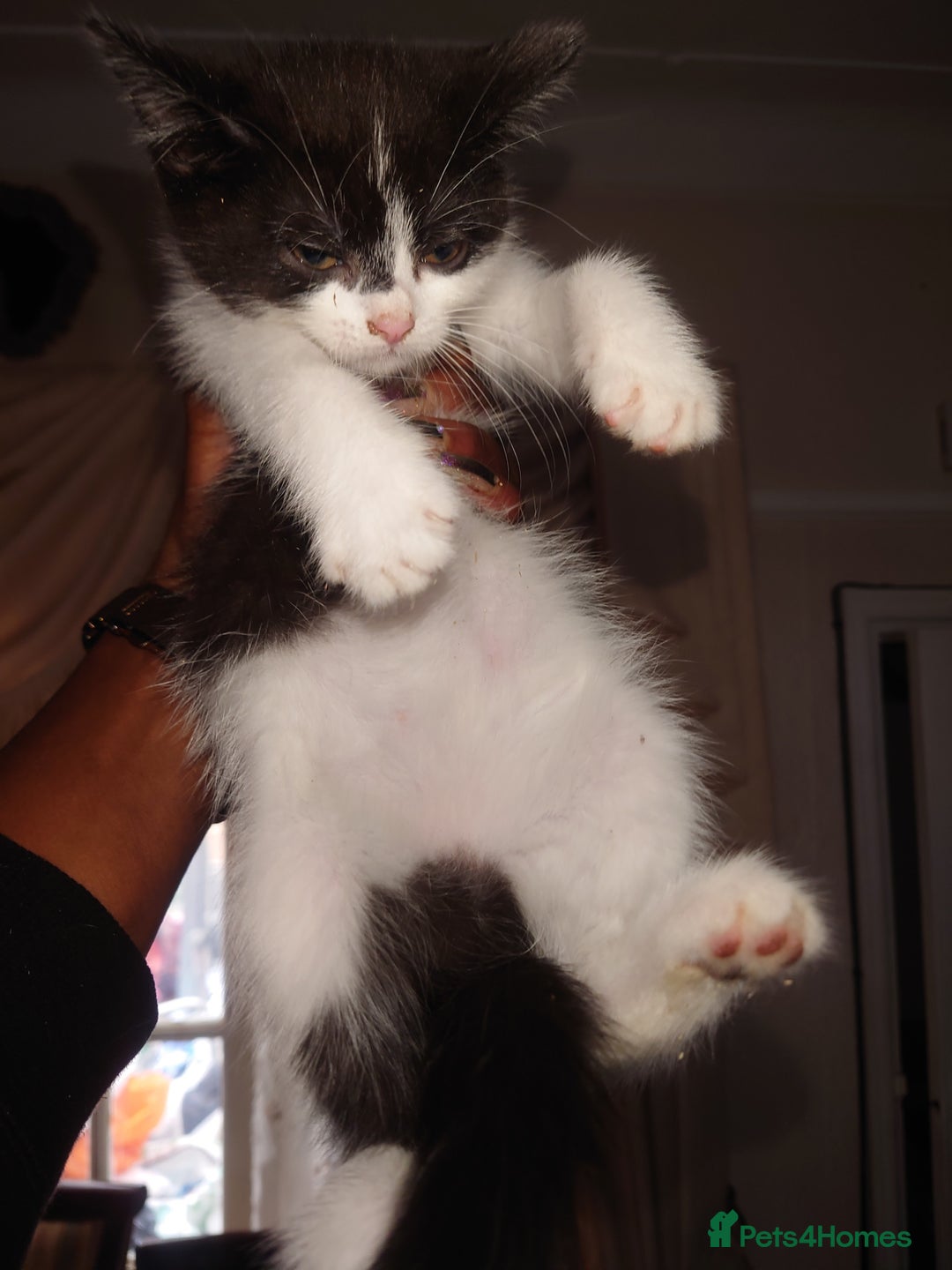 British Shorthair cats for sale: British shorthair mix kittens 4 sale £25 - Image 6