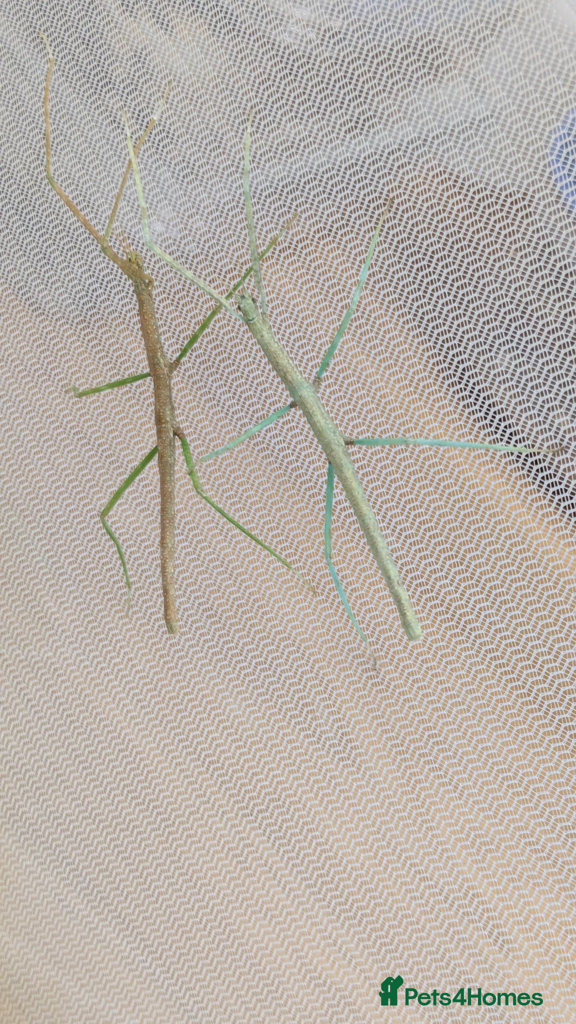 Stick Insects invertebrates Indian Stick Insects  - Advert 12