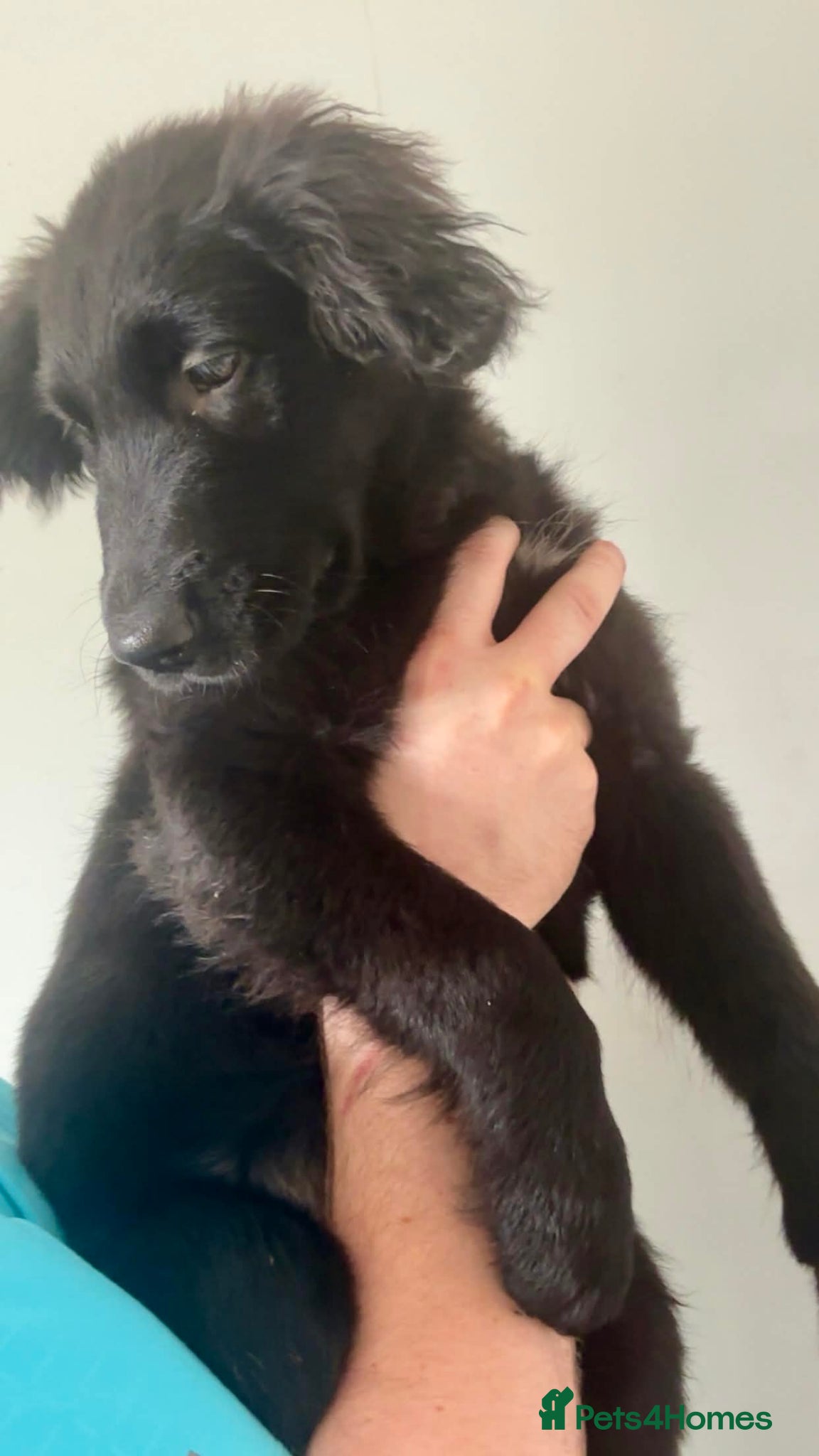 Mixed Breed dogs Golden Retriever x Collie Puppies - Ready to leave - Advert 1