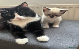Mixed Breed cats for sale: Ragdoll X & Black kittens for sale.  - Image 12