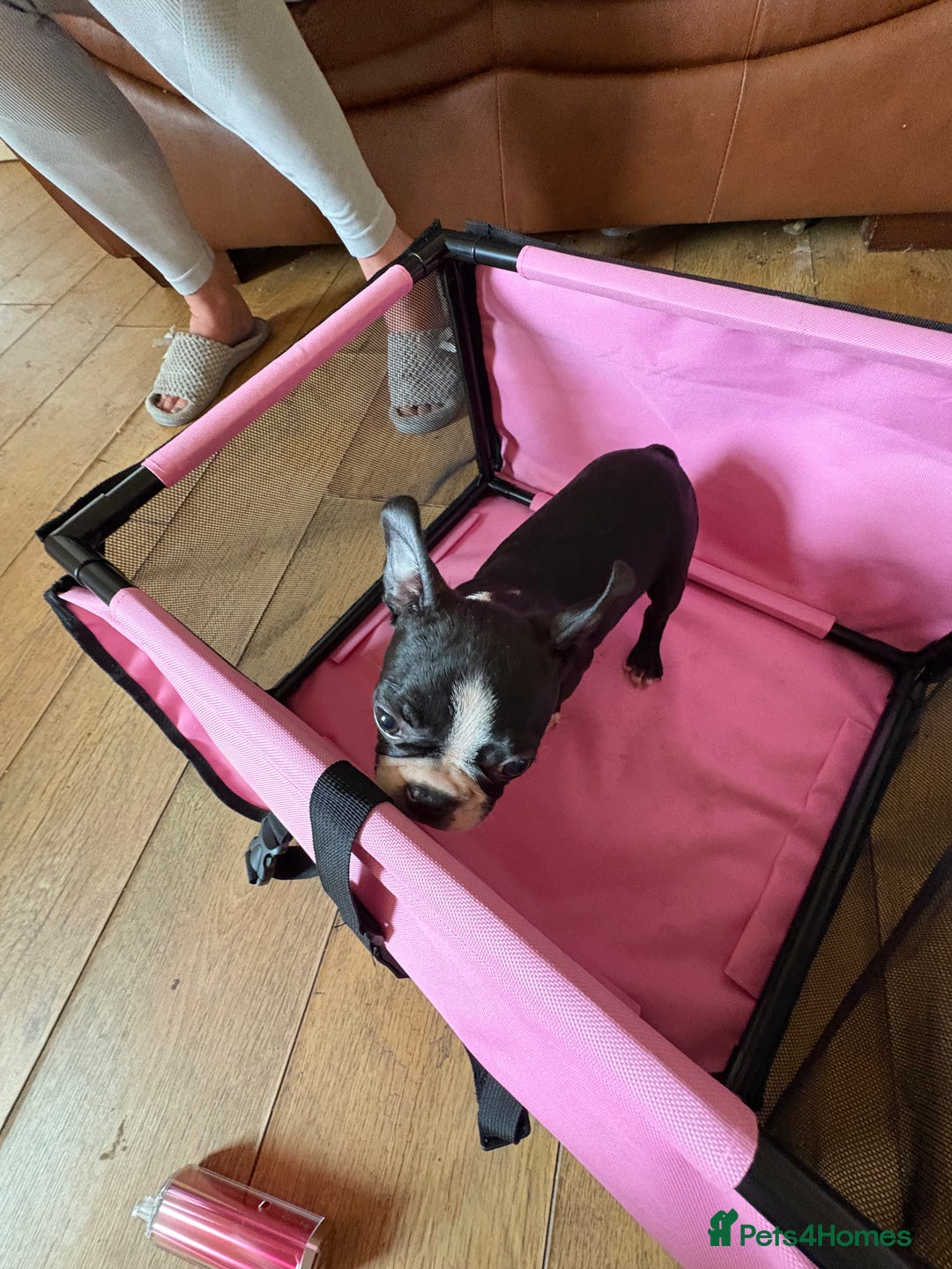 Boston Terrier dogs for sale: 🩷BOSTON TERRIER PUPPIES🩷 - Image 14