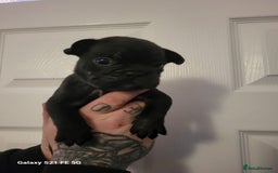 Mixed Breed dogs for sale: French bulldog puppys - Advert 4