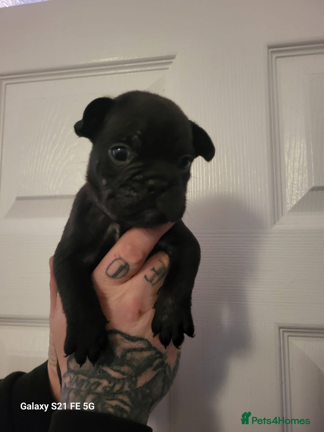 Mixed Breed dogs for sale: French bulldog puppys - Advert 4