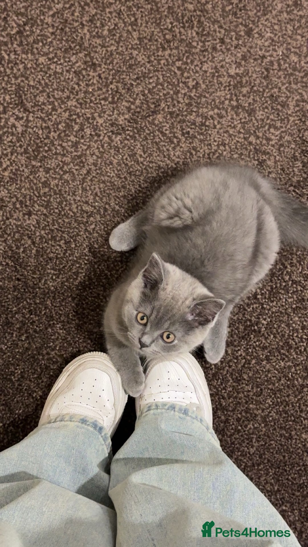 British Shorthair cats for sale: Fluffy British shorthair-perfect family companion  - Advert 4