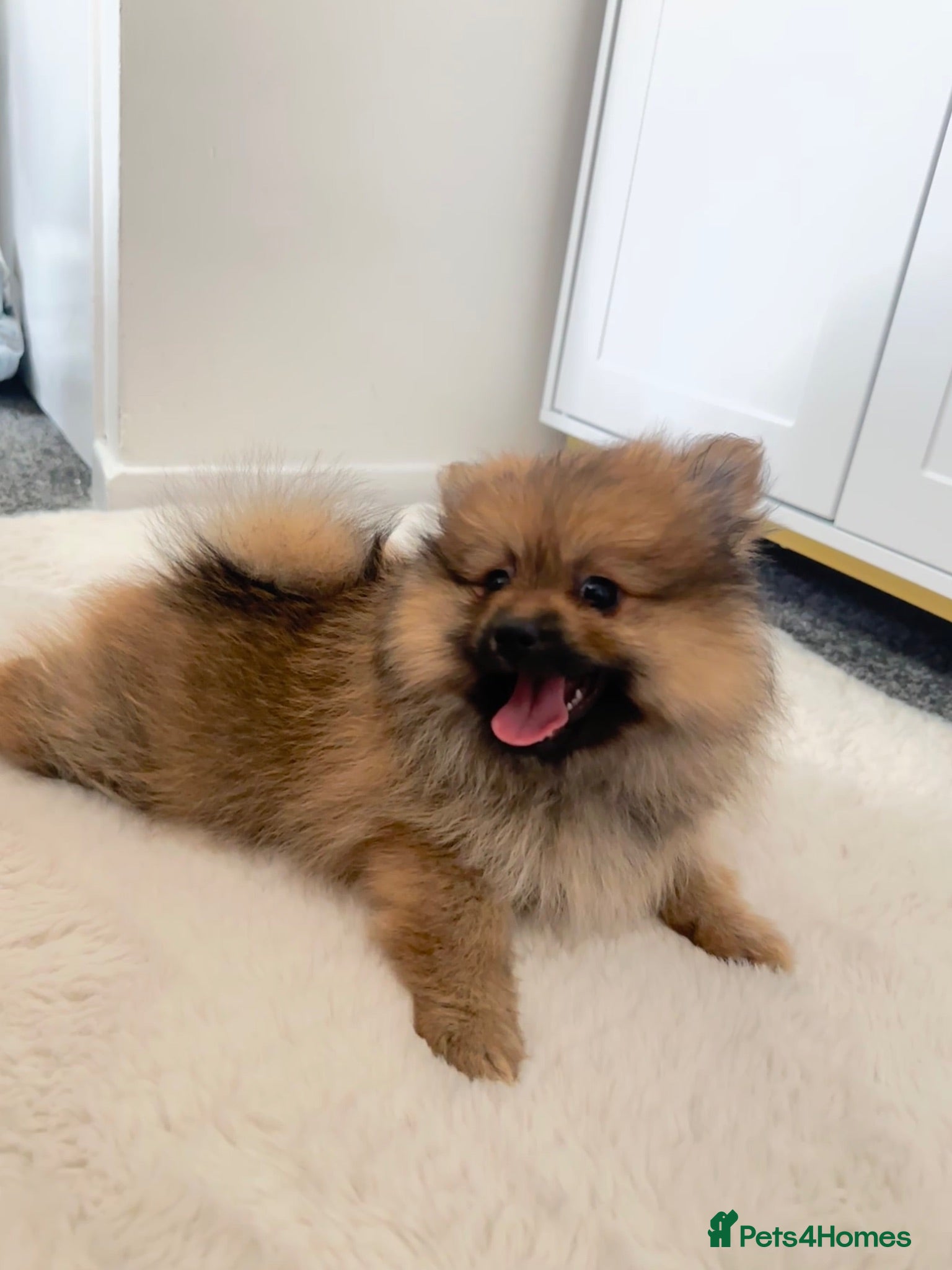 Pomeranian dogs Pomeranian female puppies 9 weeks - Teddy bear  - Advert 12