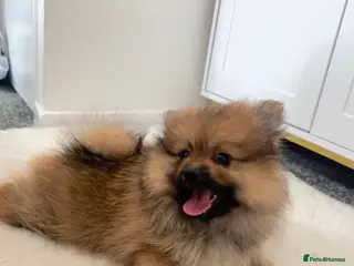 Pomeranian dogs Pomeranian female puppies 9 weeks - Teddy bear - Advert 3