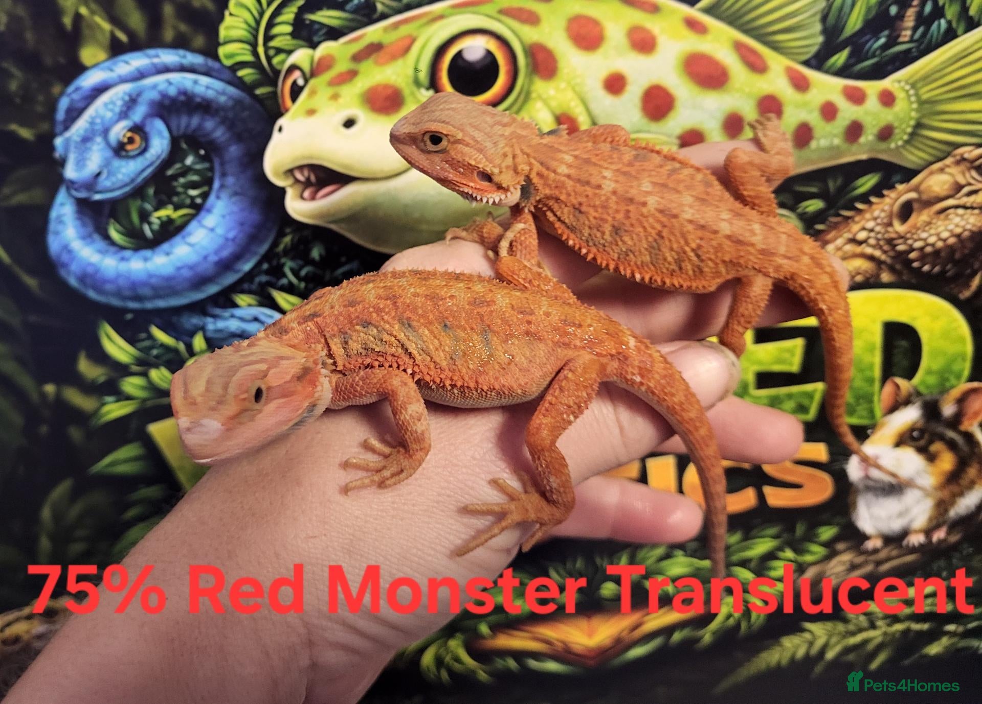 Bearded Dragon reptiles 75% Red Monster Trans and Het Trans - Advert 2