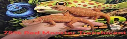 Bearded Dragon reptiles for sale: 75% Red Monster Trans and Het Trans in Okehampton - Advert 1
