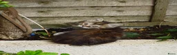 Siberian cats for sale: Siberian long hair - Advert 4