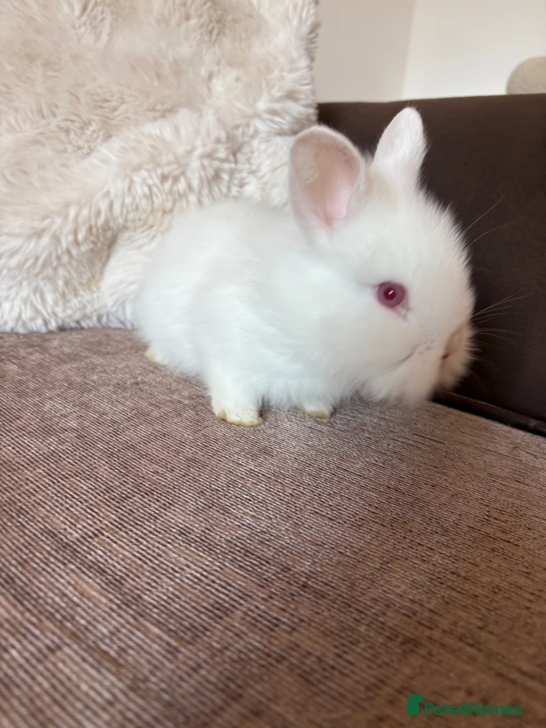 Lionhead rabbits for sale: Pure gorgeous bundles of joy!  - Advert 11