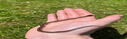 Garter Snake reptiles for sale: CB26 High Percentage Sanfrancisco Garter Snakes - Advert 2
