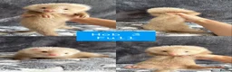 Ferret rodents for sale: PEDIGREE ANGORA FERRETS READY 4/7/26 - Advert 7