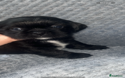 Shih Tzu dogs for sale: Pups for sale - Image 2