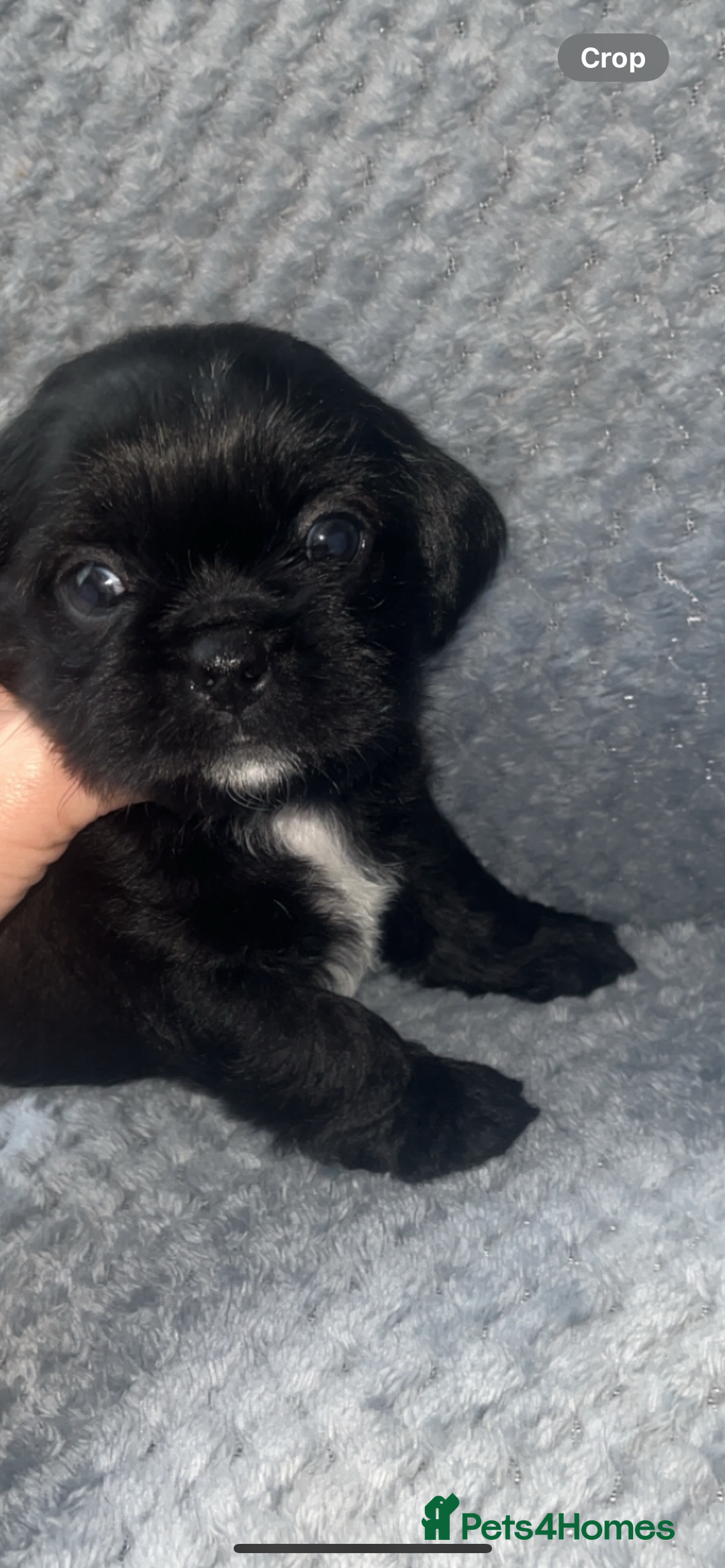 Shih Tzu dogs for sale: Pups for sale - Image 2
