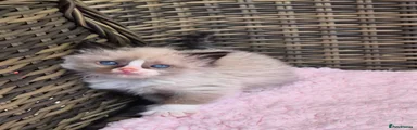 Ragdoll Kitten 3