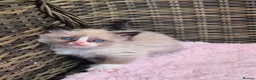 Ragdoll cats for sale: GCCF Registered Ragdoll Kittens  - Advert 9