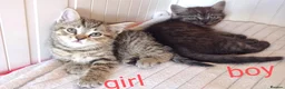 Mixed Breed cats for sale: Beautiful Ragdoll & British Shorthair Mix Kittens  - Advert 13