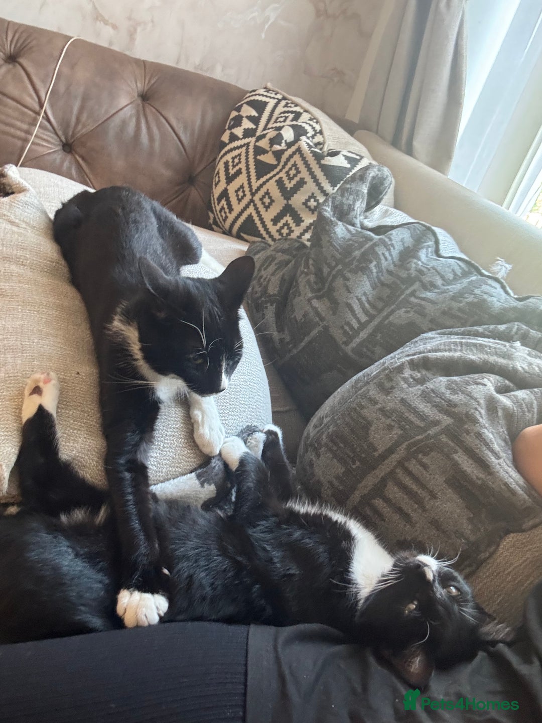 British Longhair cats for sale: British long hair boy cats - Image 2