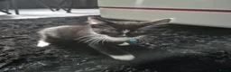 British Shorthair cats for sale: 5 British short hair kittens for sale - Advert 8
