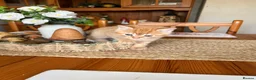 Mixed Breed cats for sale: Beautiful British short haired cross kittens  - Advert 9