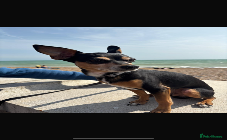 Jack Russell dogs - Advert 1