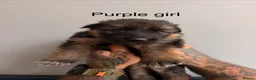 German Shepherd dogs for sale: Purebred German shepherd puppies  - Advert 8