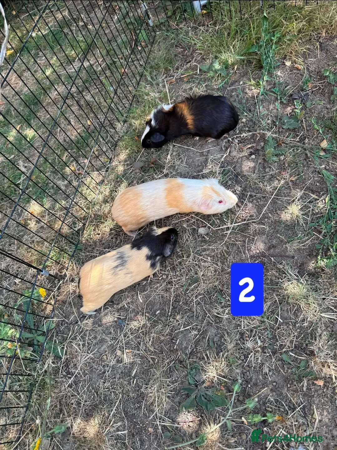 Guinea Pig rodents for sale: Guinea pigs for sale bonded pairs / trios  - Advert 2