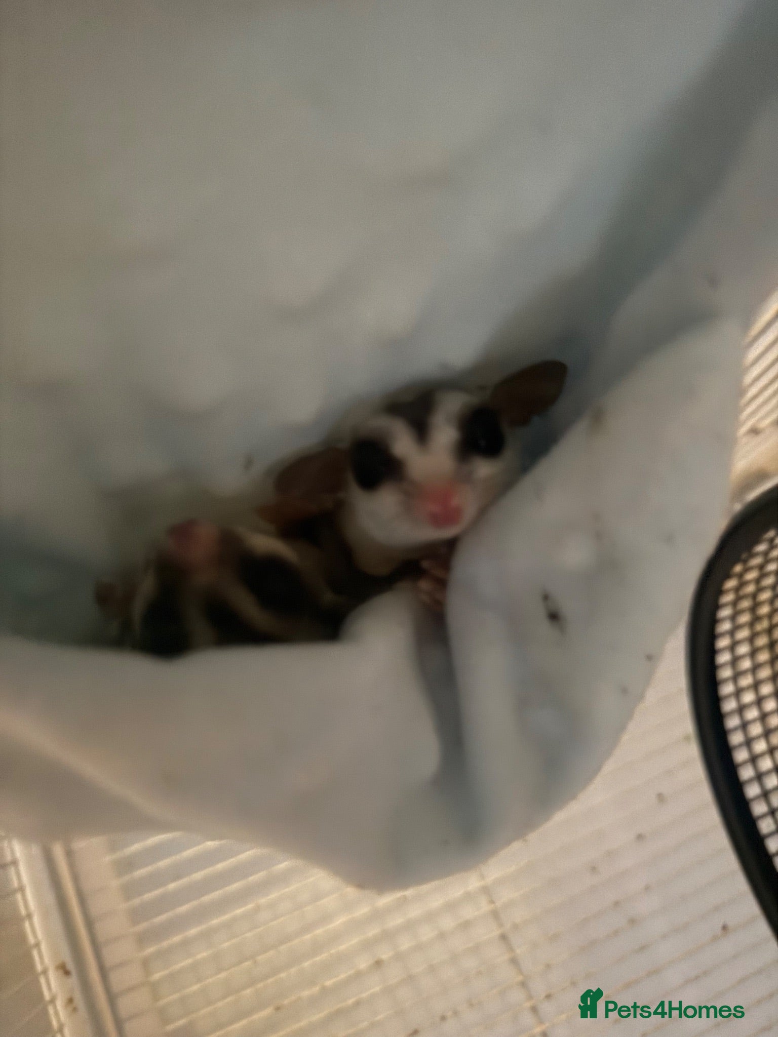 Sugar Glider rodents 2x Male sugar Gliders age 3 years - Advert 1