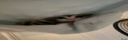 Sugar Glider rodents for sale: 2x Male sugar Gliders age 3 years in Stanford-le-Hope - Advert 1