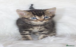 Mixed Breed cats for sale: 5 Happy Playful Kittens  - Advert 4