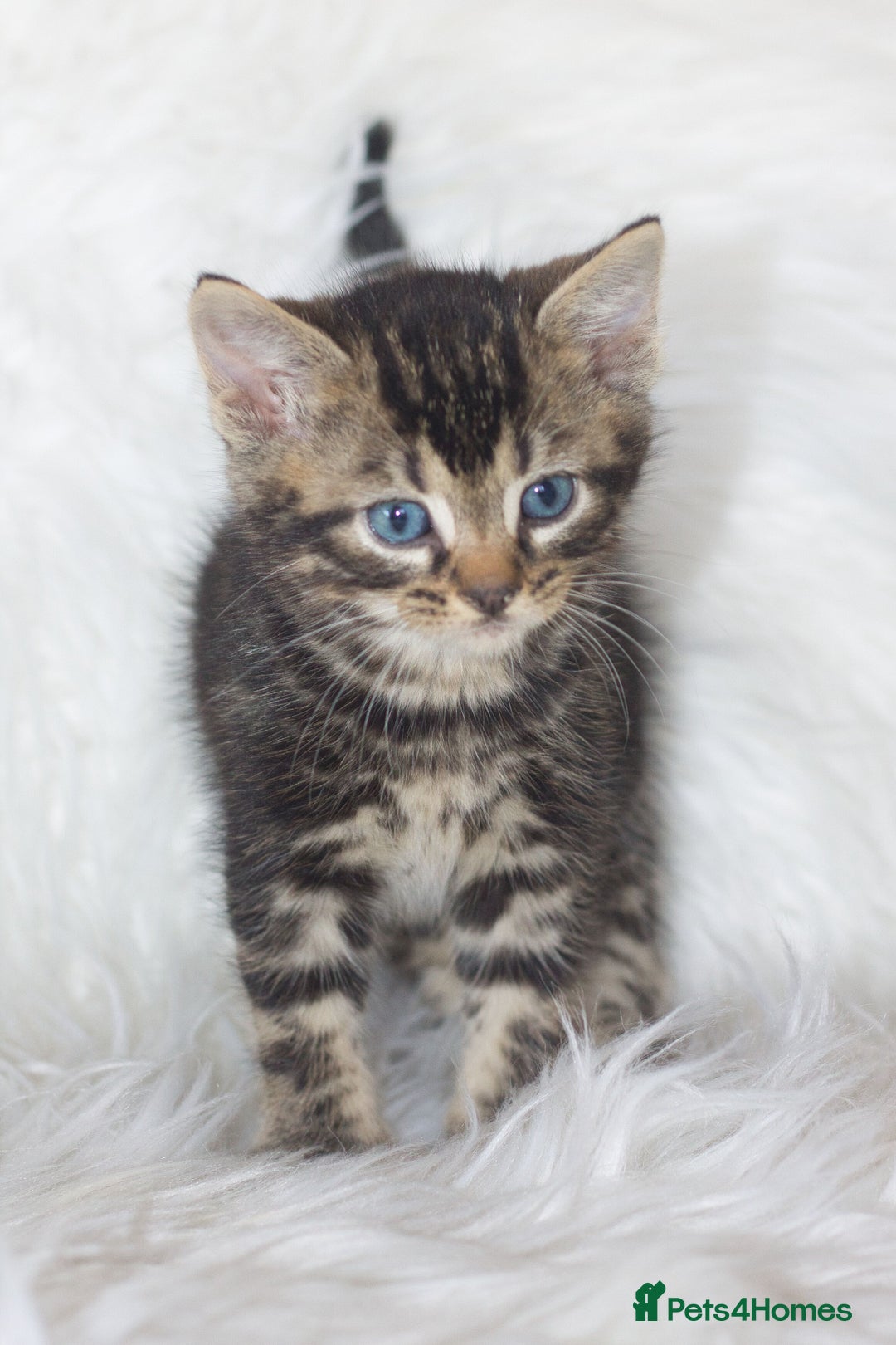 Mixed Breed cats for sale: 5 Happy Playful Kittens  - Advert 4