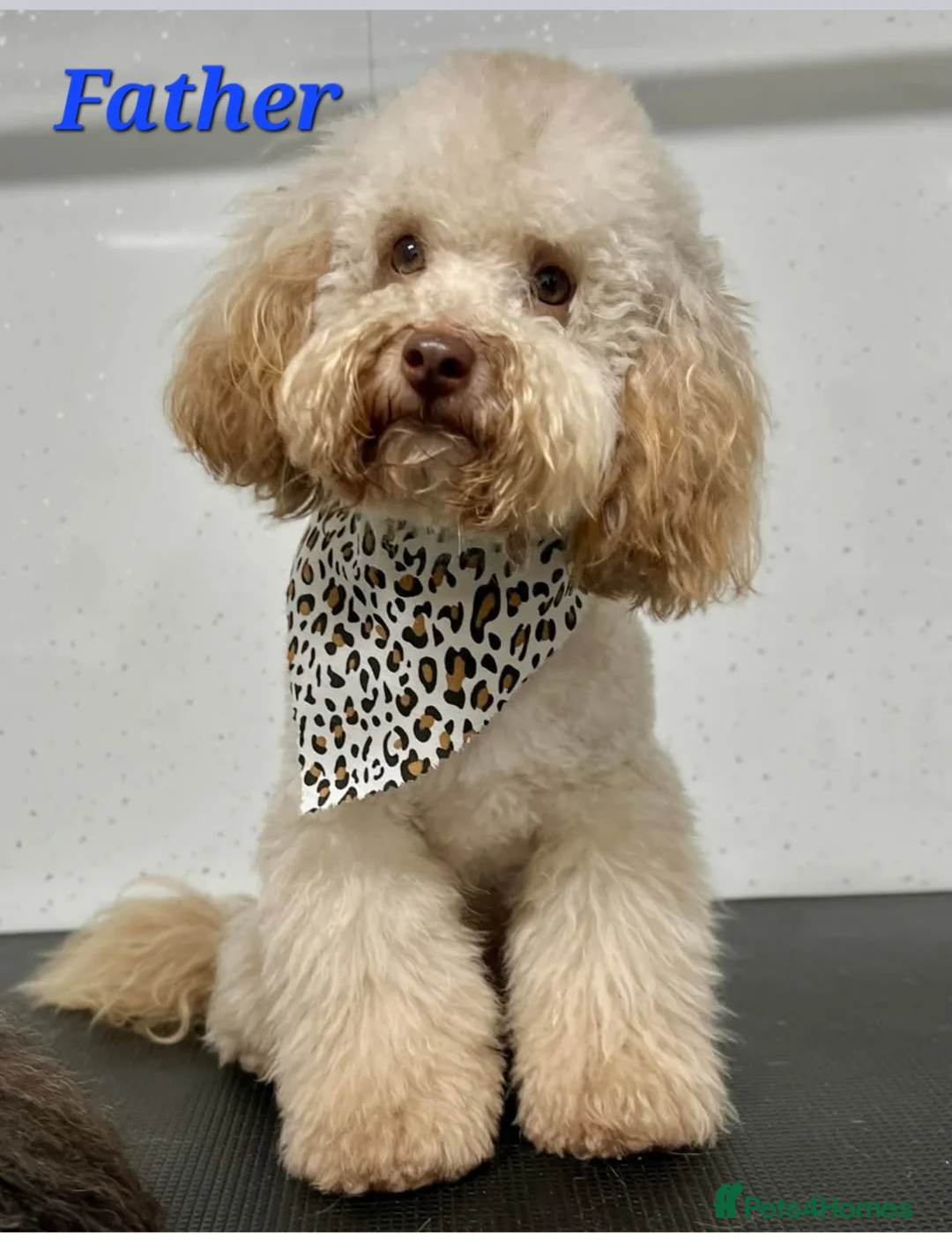 Shihpoo dogs for sale: Shihpoo puppies for sale - Advert 7