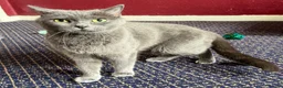 British Shorthair cats for sale: Beautiful Leia looking for her forever home! in Glenrothes - Advert 5