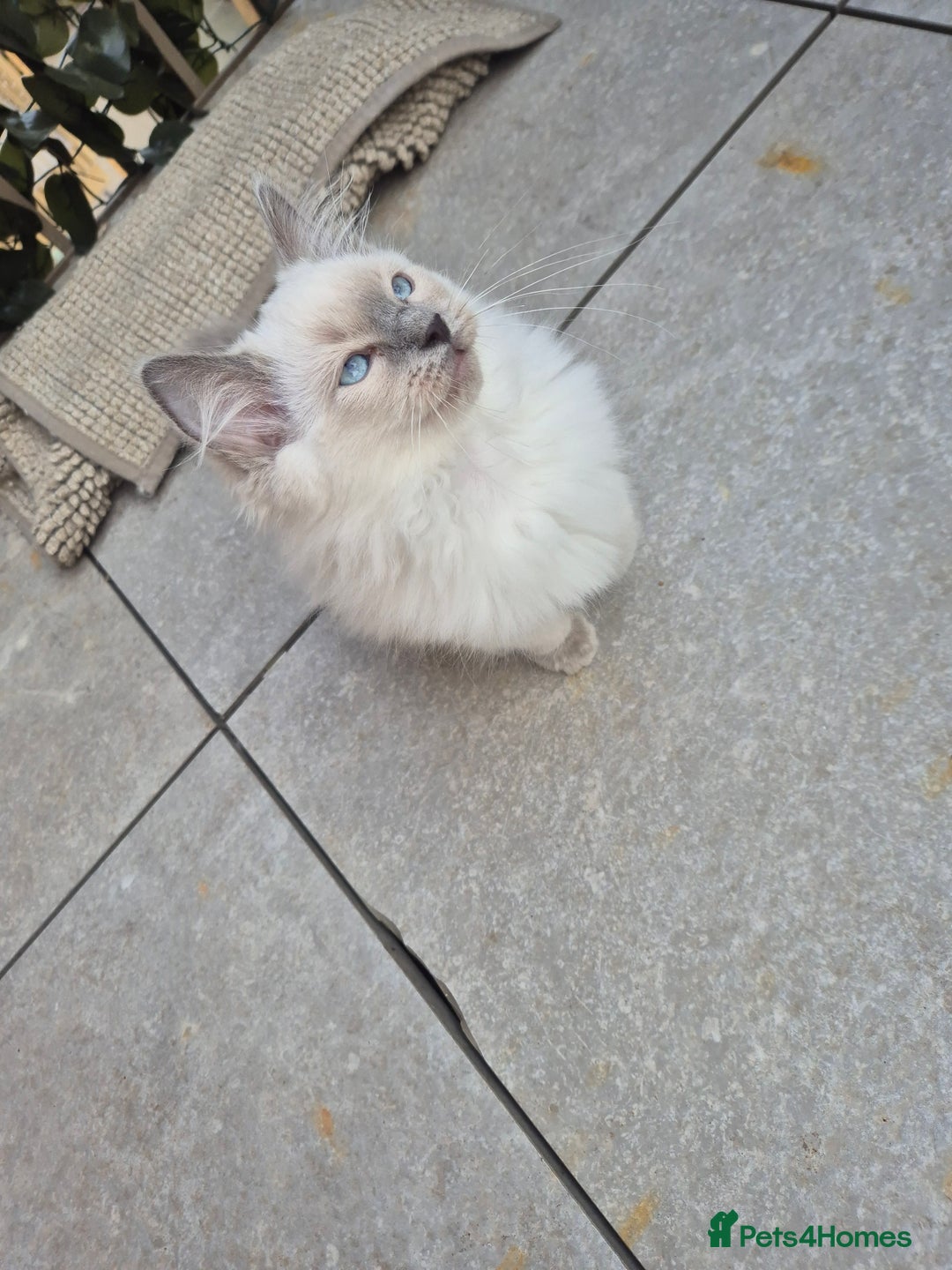 Ragdoll cats for sale: Last Two Blue-Eyed Ragdoll Kittens 💕 - Advert 5